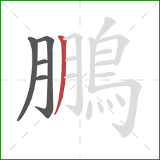 鵬的笔顺第5画:撇 鵬的笔顺第5画:撇