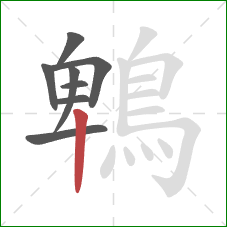 鵯的笔顺第8画:竖 鵯的笔顺第8画:竖