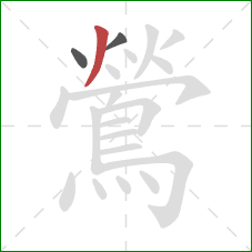 鶯的笔顺第3画:撇 鶯的笔顺第3画:撇