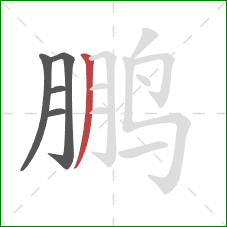 鹏的笔顺第5画:撇 鹏的笔顺第5画:撇